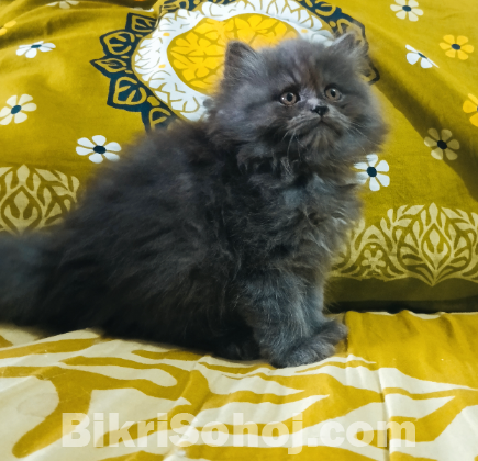 Pure persian male cat